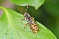 Nomada