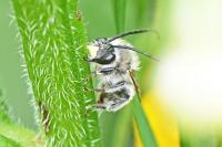 Eucera