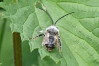 Eucera