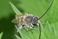 Eucera