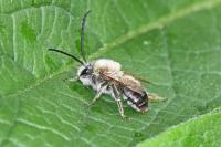 Eucera