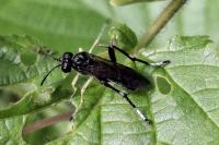 Macrophya montana