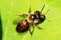 Andrena labiata