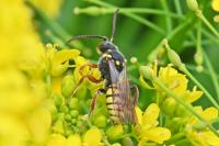 Nomada