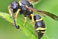 Odynerus