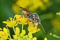 Nomada