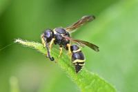 Odynerus