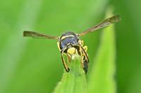 Odynerus