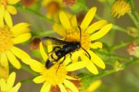 Scolia hirta