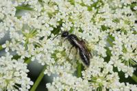 Tiphia femorata