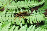 Coleocentrus excitator