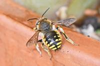 Anthidium manicatum