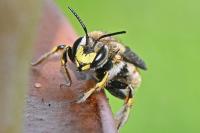 Anthidium manicatum