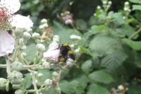 Bombus terrestris