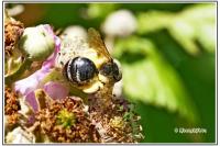 Andrena cineraria