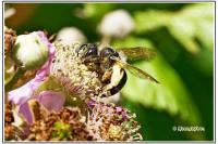 Andrena cineraria