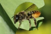 Megachile centuncularis