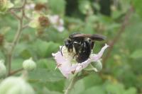 Andrena