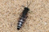 Bembix oculata