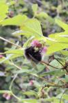 Bombus hypnorum