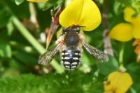 Anthidium punctatum