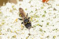 Crabro cribrarius