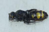 Colpa sexmaculata