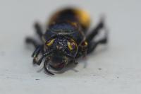 Colpa sexmaculata