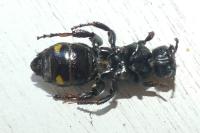Colpa sexmaculata