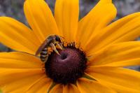 Halictus scabiosae