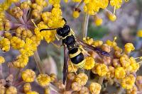Ancistrocerus