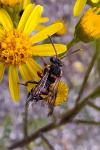 Nomada zonata