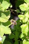 Anthidium manicatum
