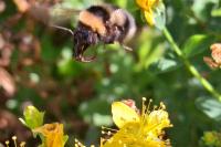Bombus hortorum