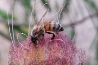 Apis mellifera