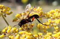 Phaenolobus terebrator