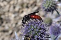 Sphecodes albilabris