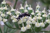 Aporus unicolor