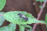 Lasioglossum sexnotatum