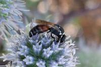 Hylaeus variegatus