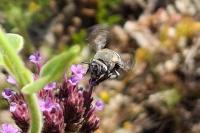 Amegilla albigena
