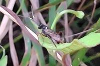 Hoplismenus