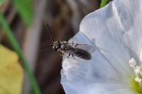 Lasioglossum