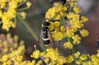 Ancistrocerus gazella