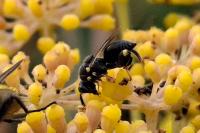 Brachymeria