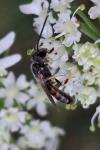 Lasioglossum