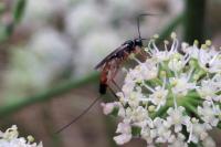 Lissonota coracina