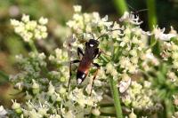 Ichneumon bucculentus