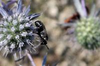 Hylaeus signatus