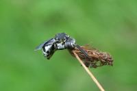 Epeolus fallax